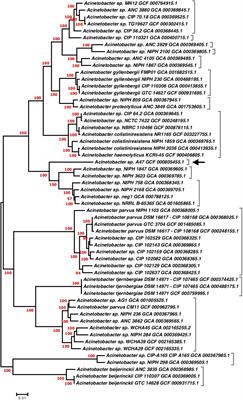 Genetic and Phenotypic Features of a Novel Acinetobacter Species, Strain A47, Isolated From the Clinical Setting